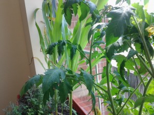 thayer garden one